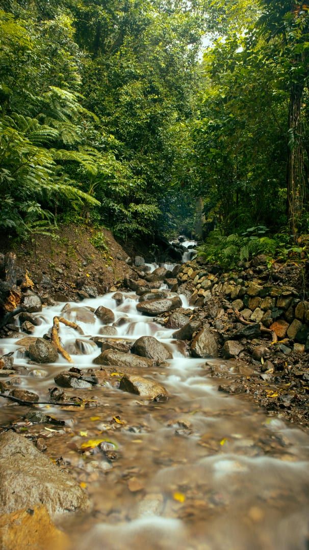 Flowing river with rocks in lush forest on temple trail Samui