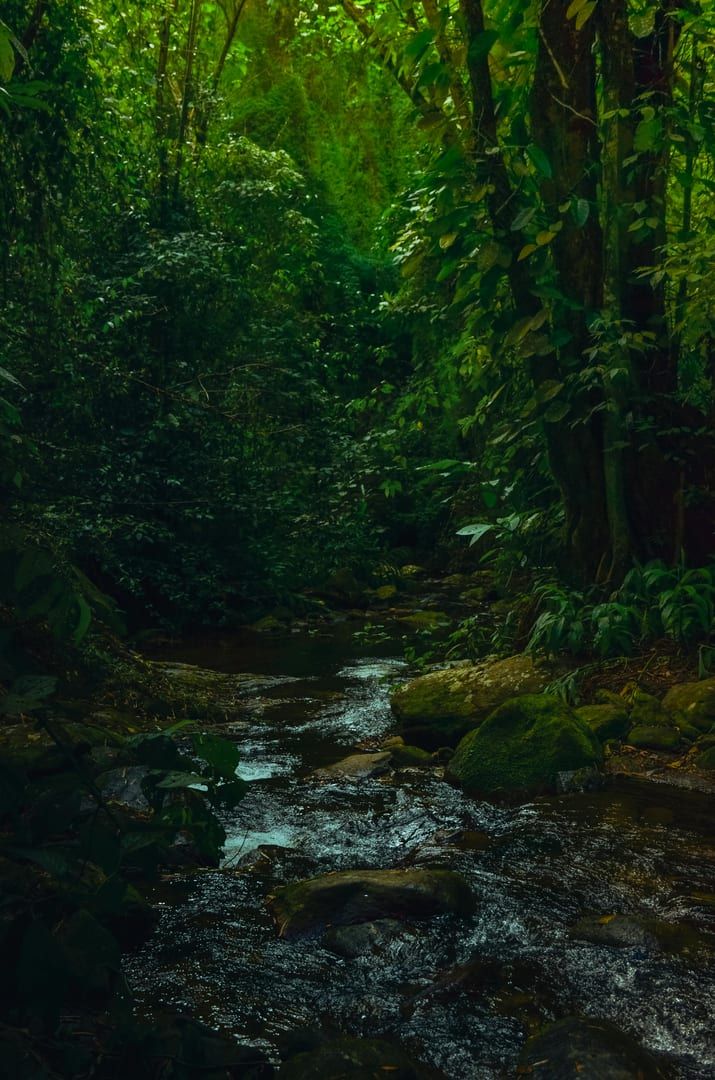 Lush green tropical forest stream on Nathon waterfall hike