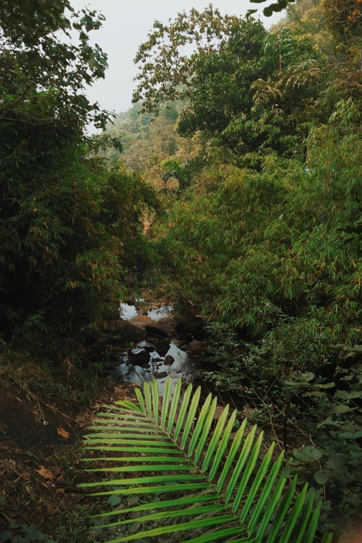 Lush green forest with flowing stream on Koh Samui nature walk waterfall trail