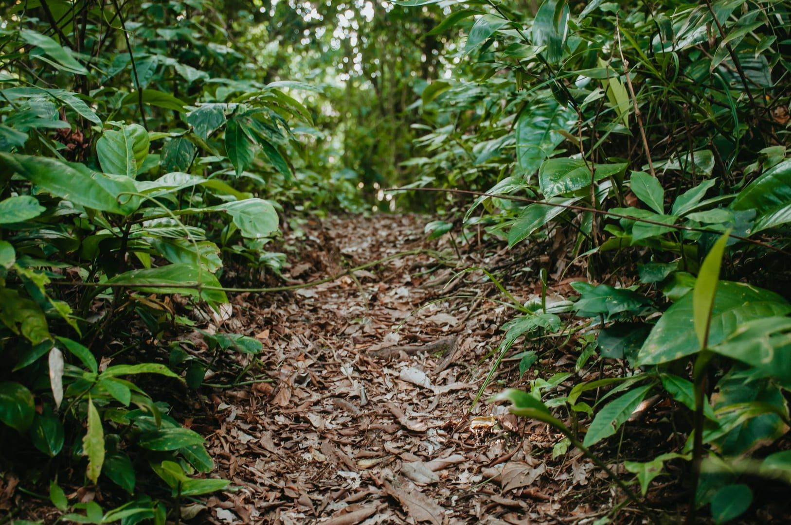 Hog Trail — A Short, Steep Forest Hike on Koh Samui