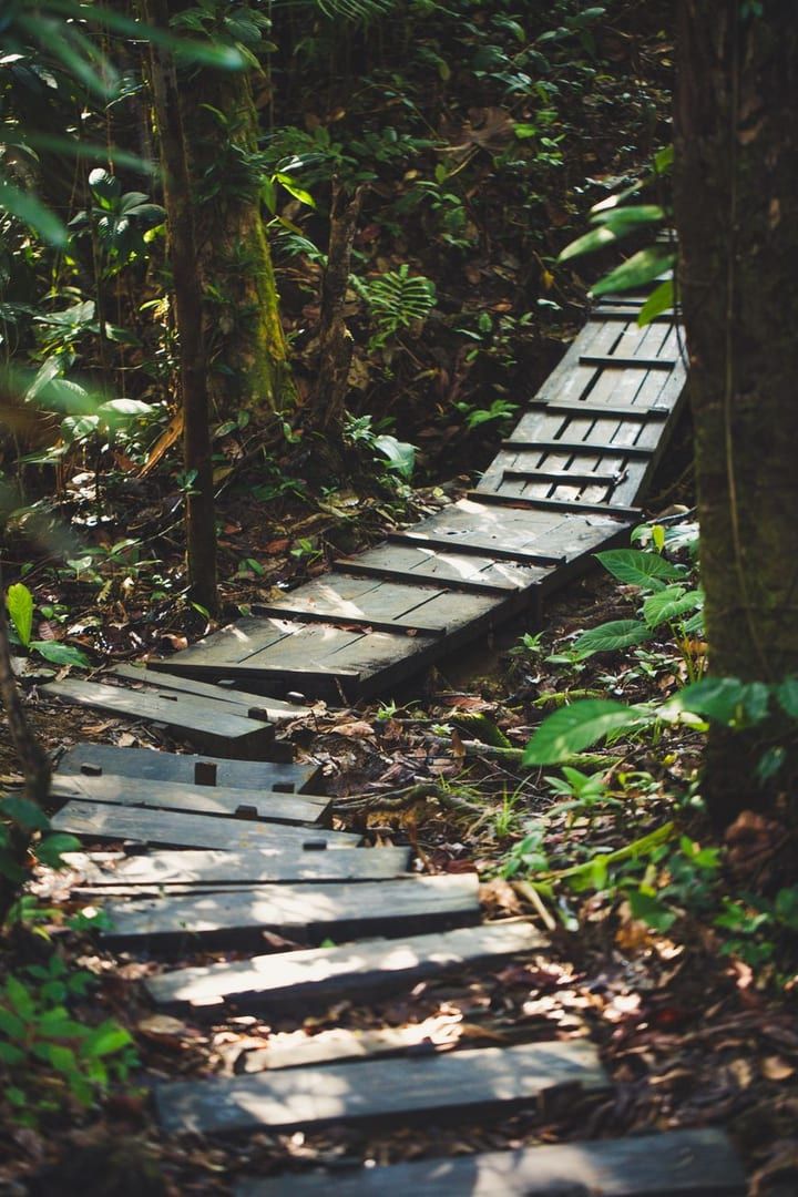 Wooden walkway through lush tropical forest near Koh Samui interior hiking trails