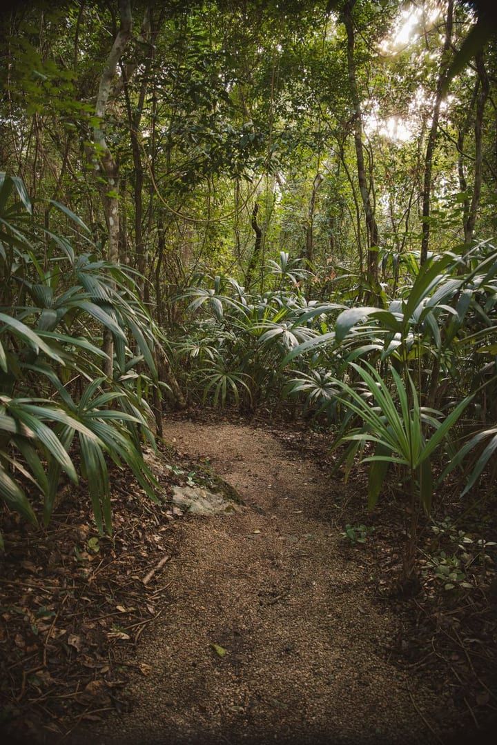 Tranquil forest trail in daylight typical of Koh Samui jungle hiking routes