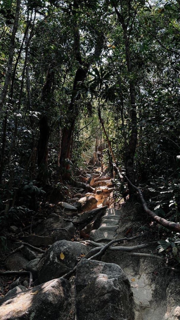 Scenic forest pathway with filtered sunlight similar to the Hog Trail Koh Samui