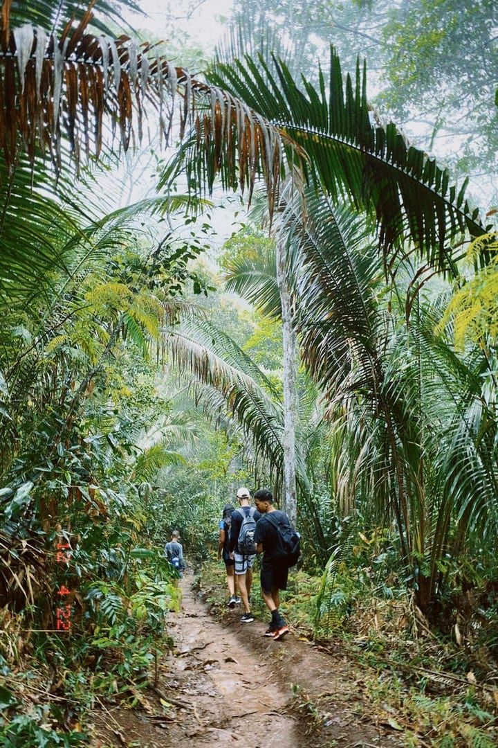 Hikers climbing a misty tropical forest trail similar to the steep opening section of Hog Trail Koh Samui