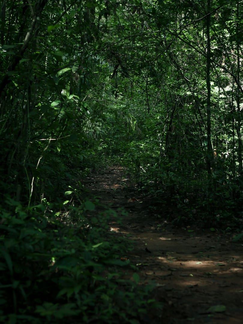Dark, dense woodland trail comparable to Koh Samui forest hike terrain