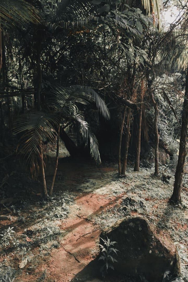 Tropical pathway with palm trees representing Koh Samui interior hiking trail scenery
