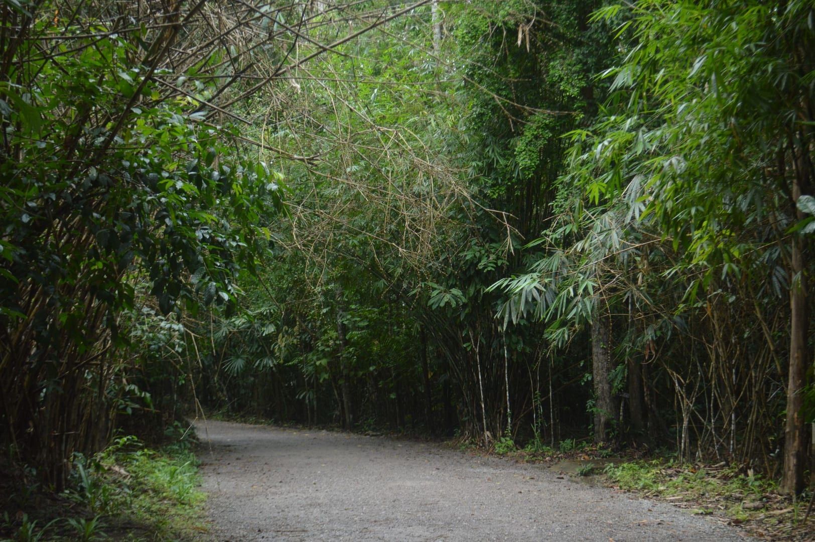 Dense bamboo forest pathway typical of Koh Samui's interior hiking trails including the Hog Trail