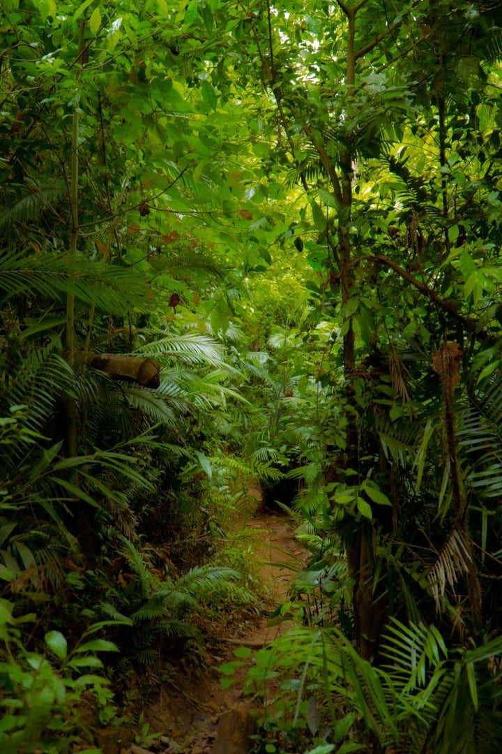 Footpath through dense forest on a Koh Samui central mountains hiking route