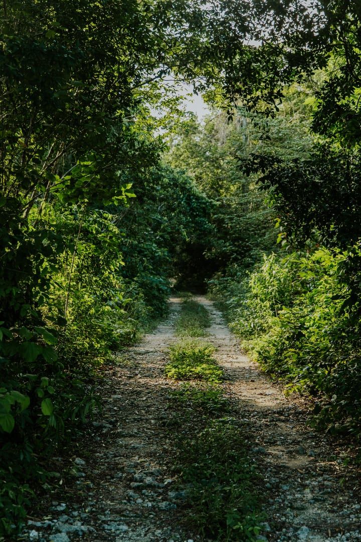 Sunlight filtering through dense jungle canopy on the Khao Nui forest hiking trail Koh Samui