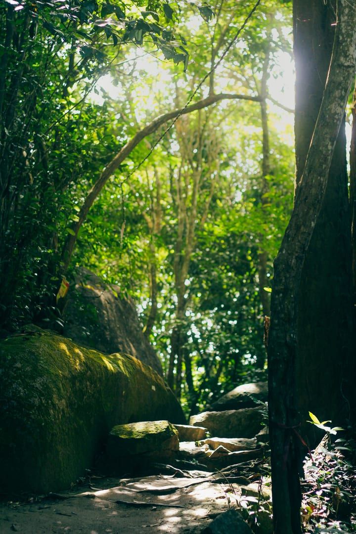 Sunlight filtering through the forest canopy onto a jungle hiking path on Khao Phra Koh Samui