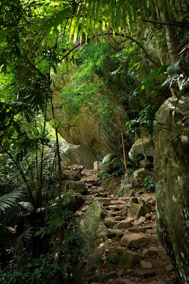 Narrow forest footpath through dense jungle vegetation on a Koh Samui trail
