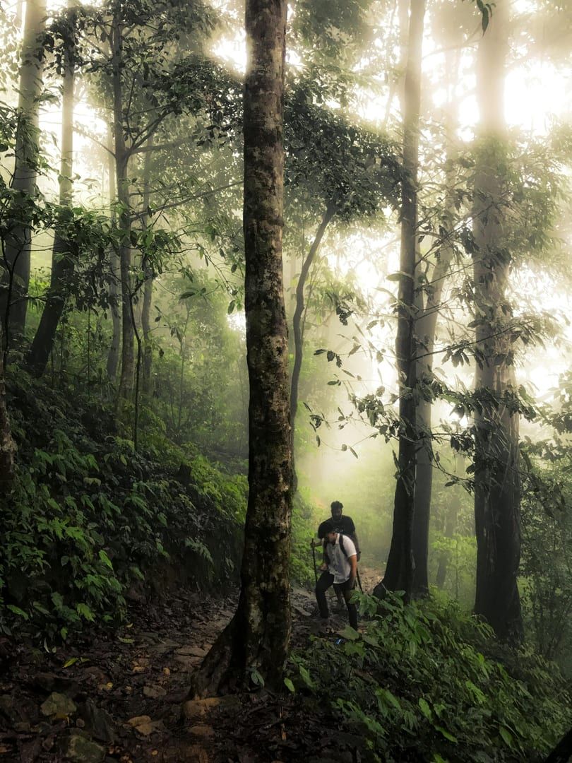 Hikers on misty forest path on Khao Pom summit trek Koh Samui