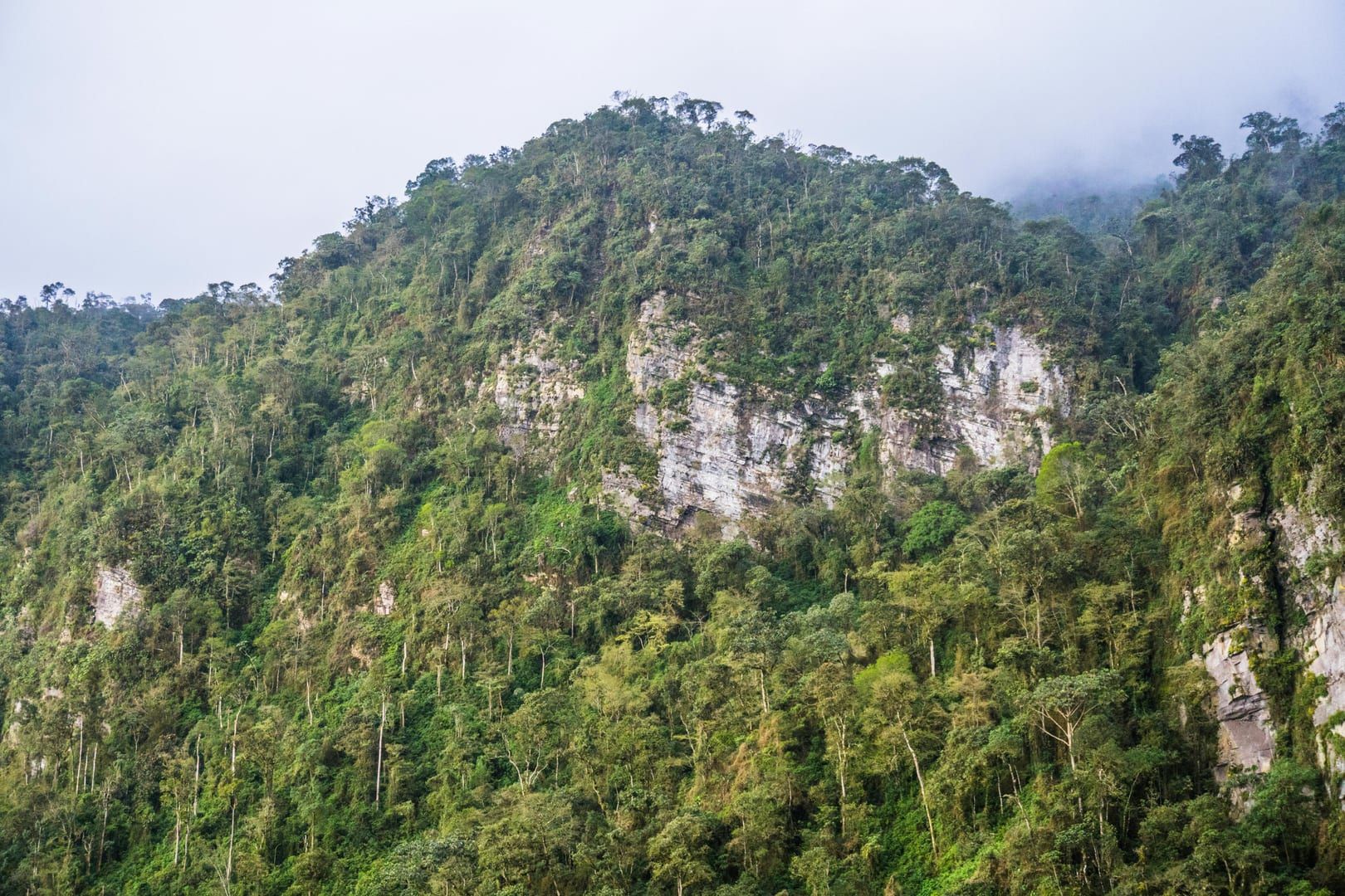 Dense mountain jungle on highest point Koh Samui guided hike