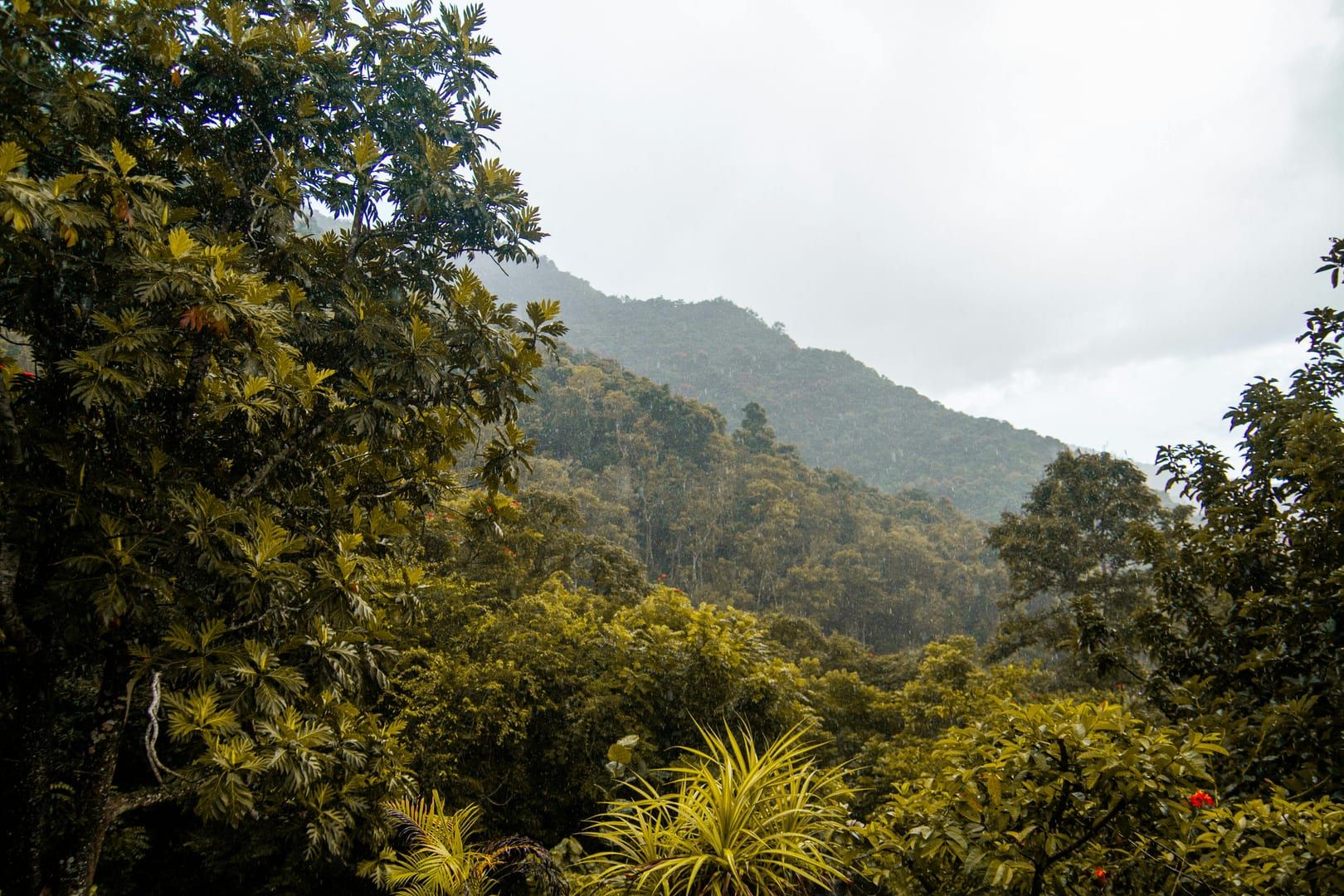 Lush tropical forest with misty mountain view on Koh Samui rainforest trek