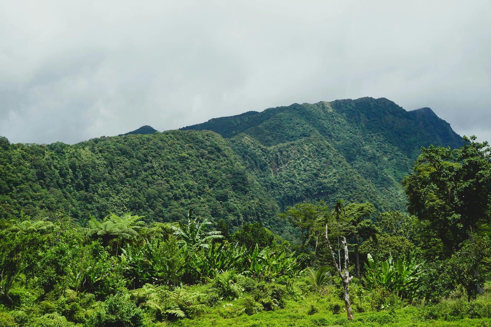 Lush green mountain views from Koh Samui peak climbing trail