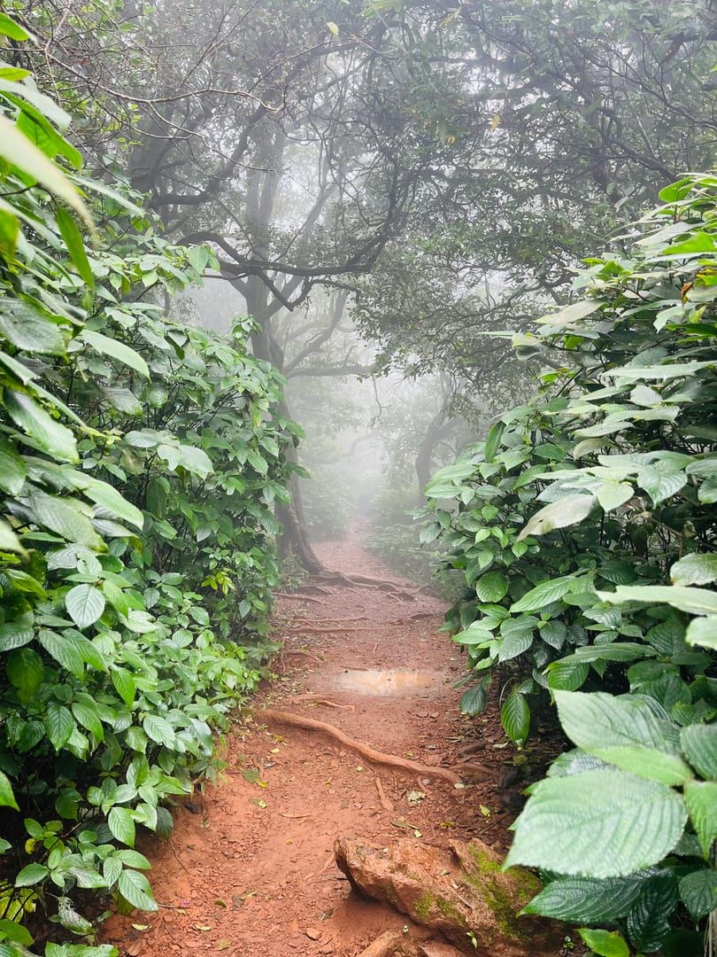 Misty forest pathway through primary rainforest Samui