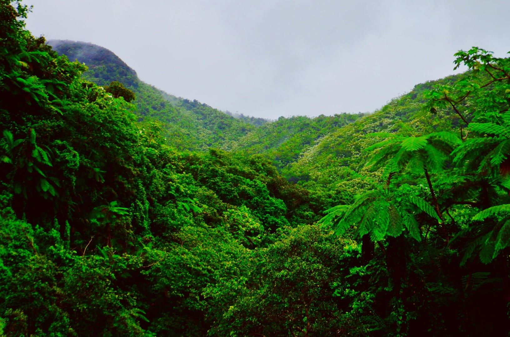 Mountain covered with green trees in tropical jungle on challenging hikes Koh Samui