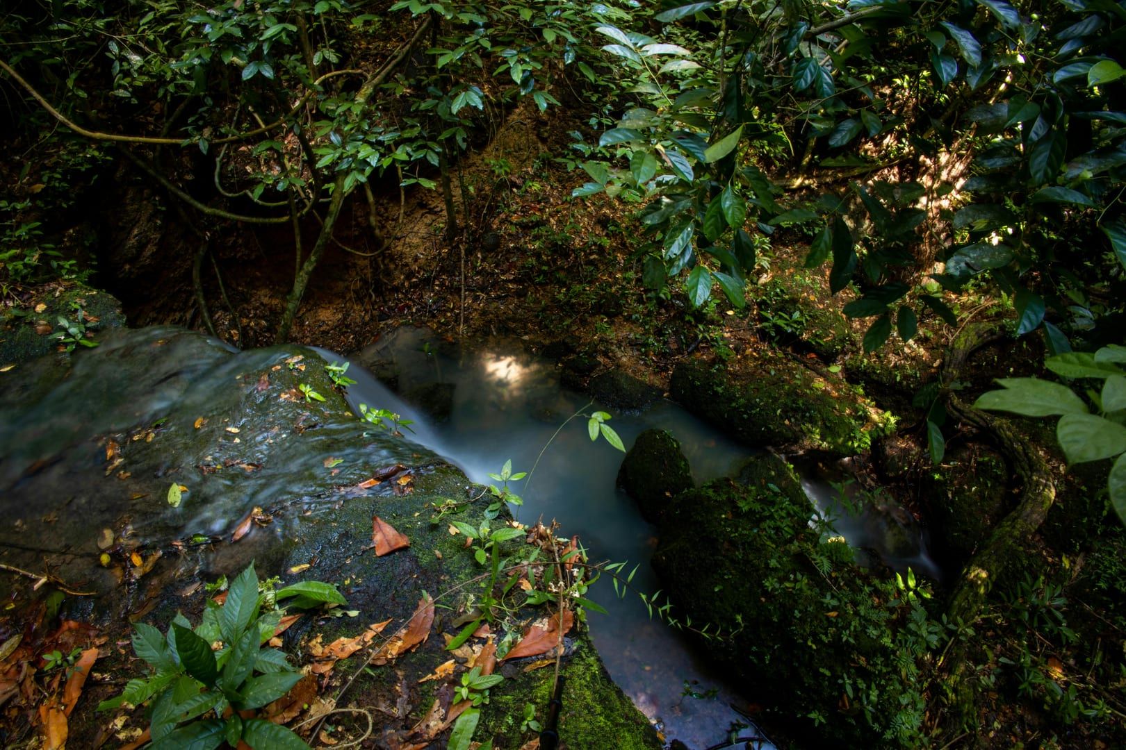 Lush jungle vegetation along the Lardwanorn Waterfall trail Samui