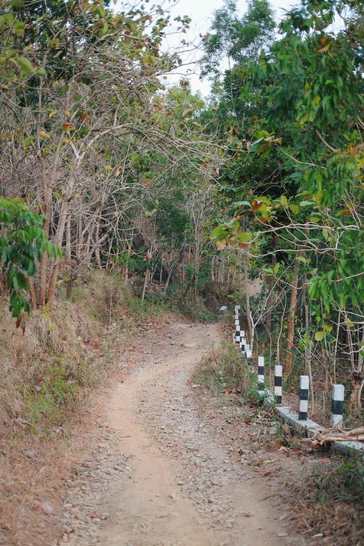 Rural dirt track through dense greenery similar to the Pom Mountain hike approach