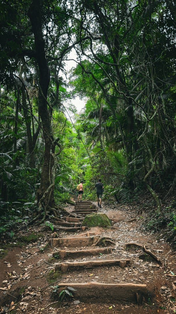 Lush forest trail on best hikes Koh Samui Na Muang