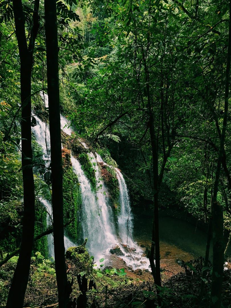 Lush forest trail hike through tropical jungle on best hikes Koh Samui