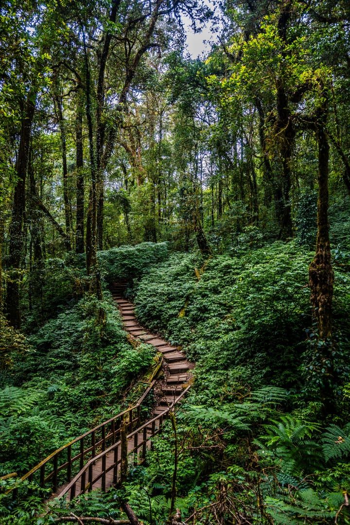 Lush forest section of the Samui 360 viewpoint trail through tropical greenery