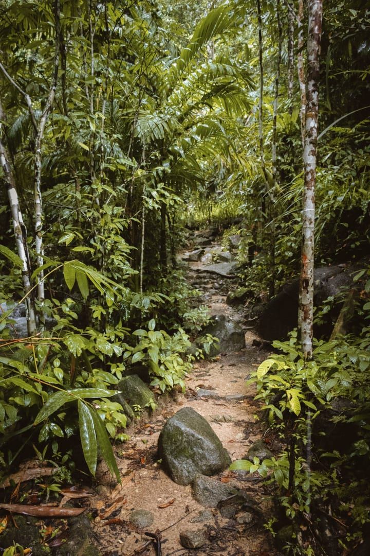 Green jungle pathway near the Wat Teepangkorn hiking trail Koh Samui
