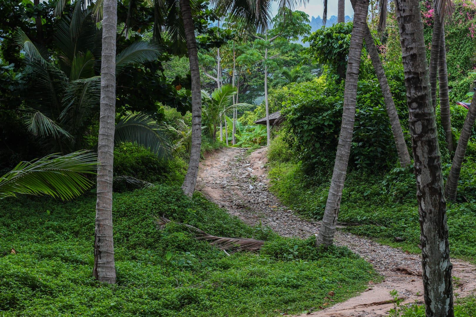 Unpaved dirt path through tropical vegetation on the Samui interior hiking trail route