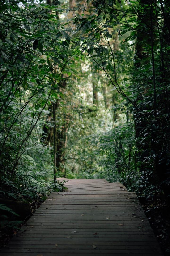 Forest walkway section on a moderate hike Koh Samui trail