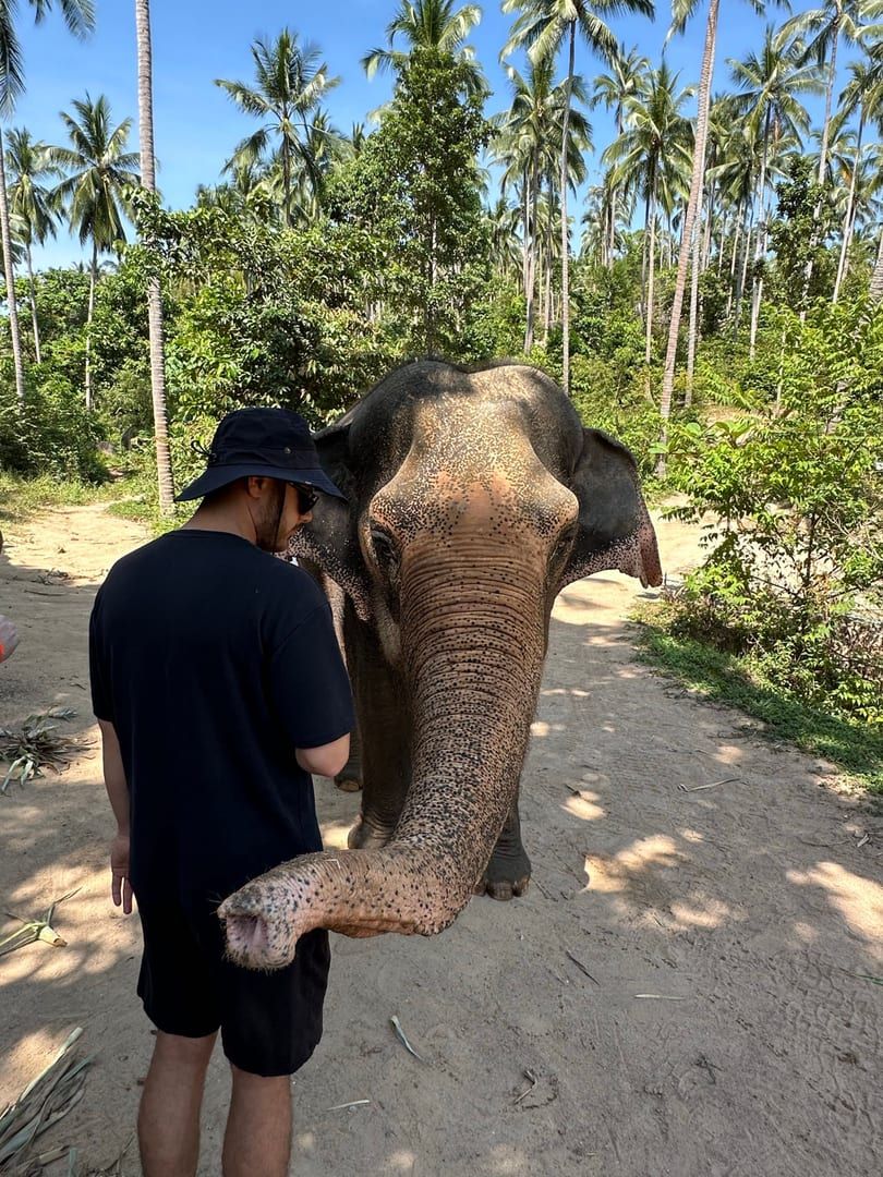 Elephant encounter in the jungle interior near the Koh Samui jungle trekking route