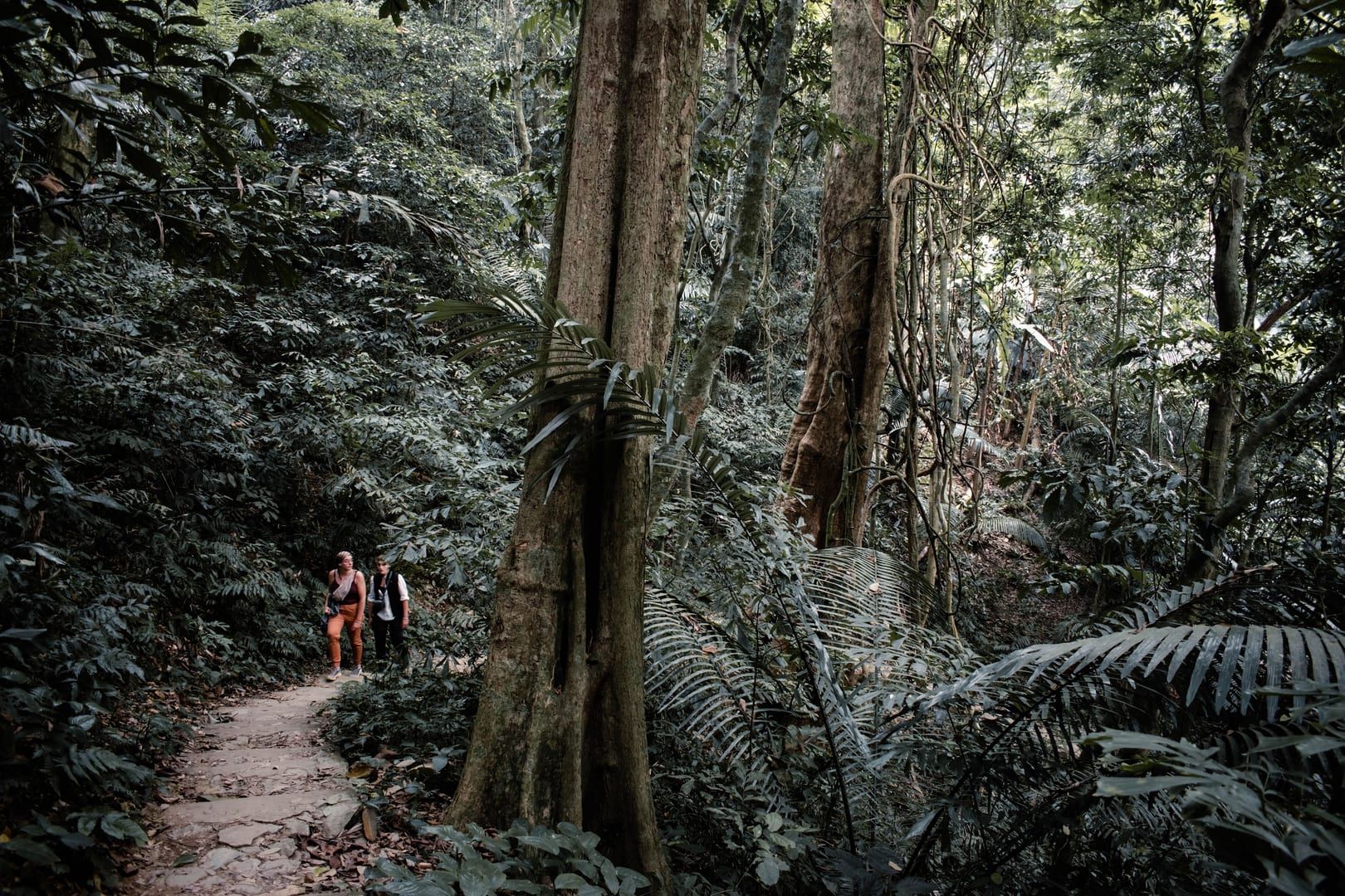 Two hikers walking a stone jungle path through dense rainforest on Koh Samui interior trek