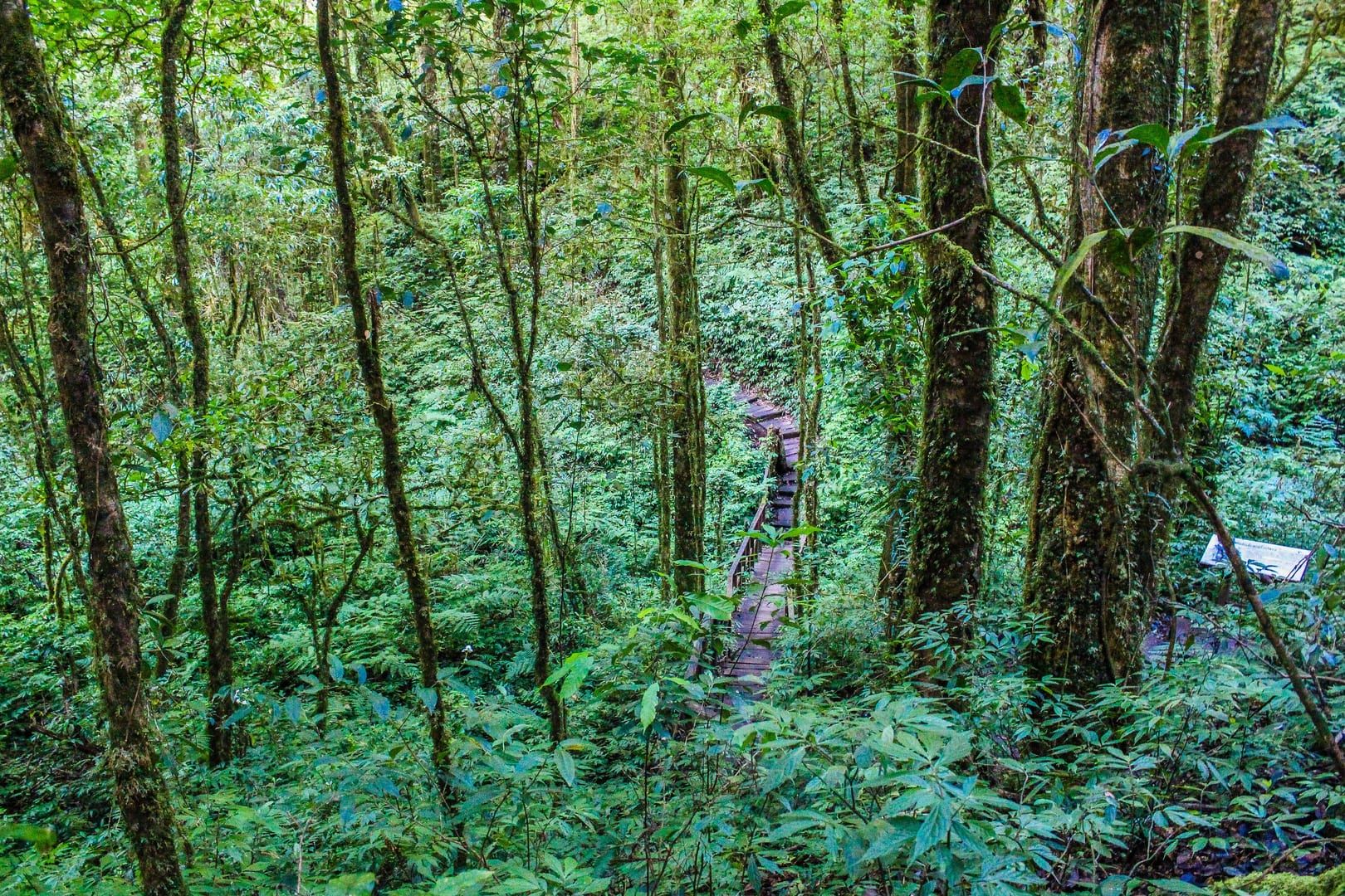 Dense green jungle trail leading toward the Sleeping Buddha Trail Koh Samui interior