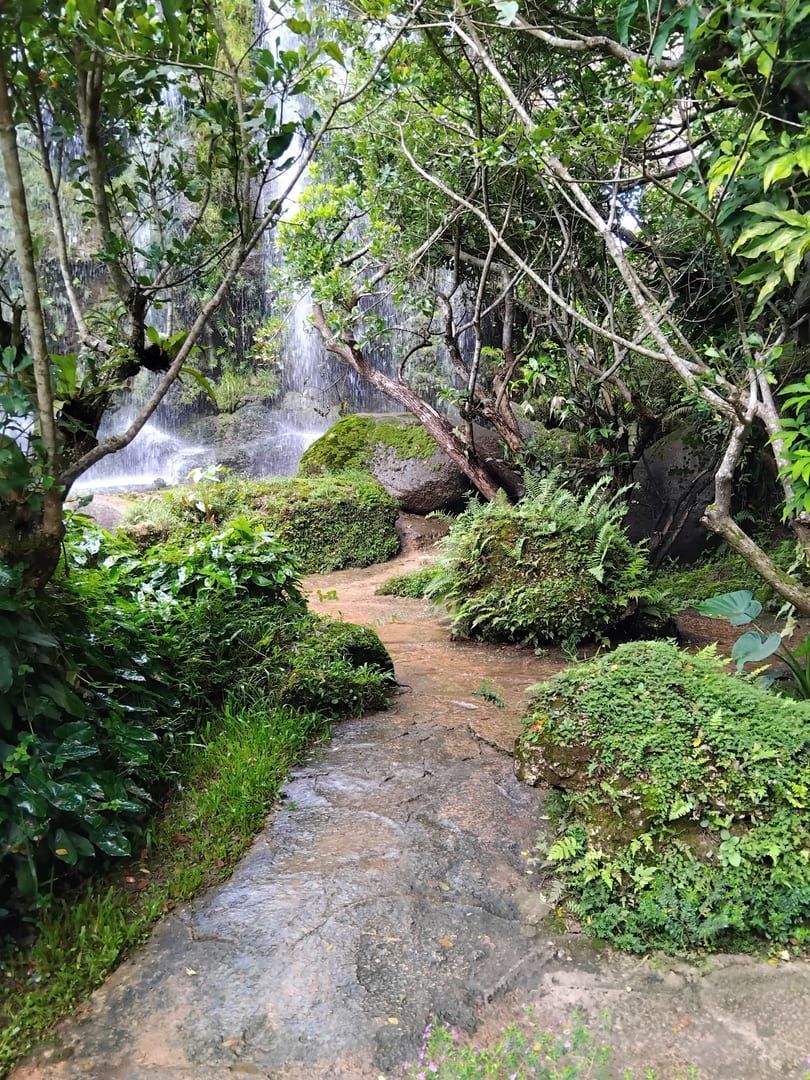 Forest pathway leading toward a hidden waterfall on the Maenam Soi 5 hiking route