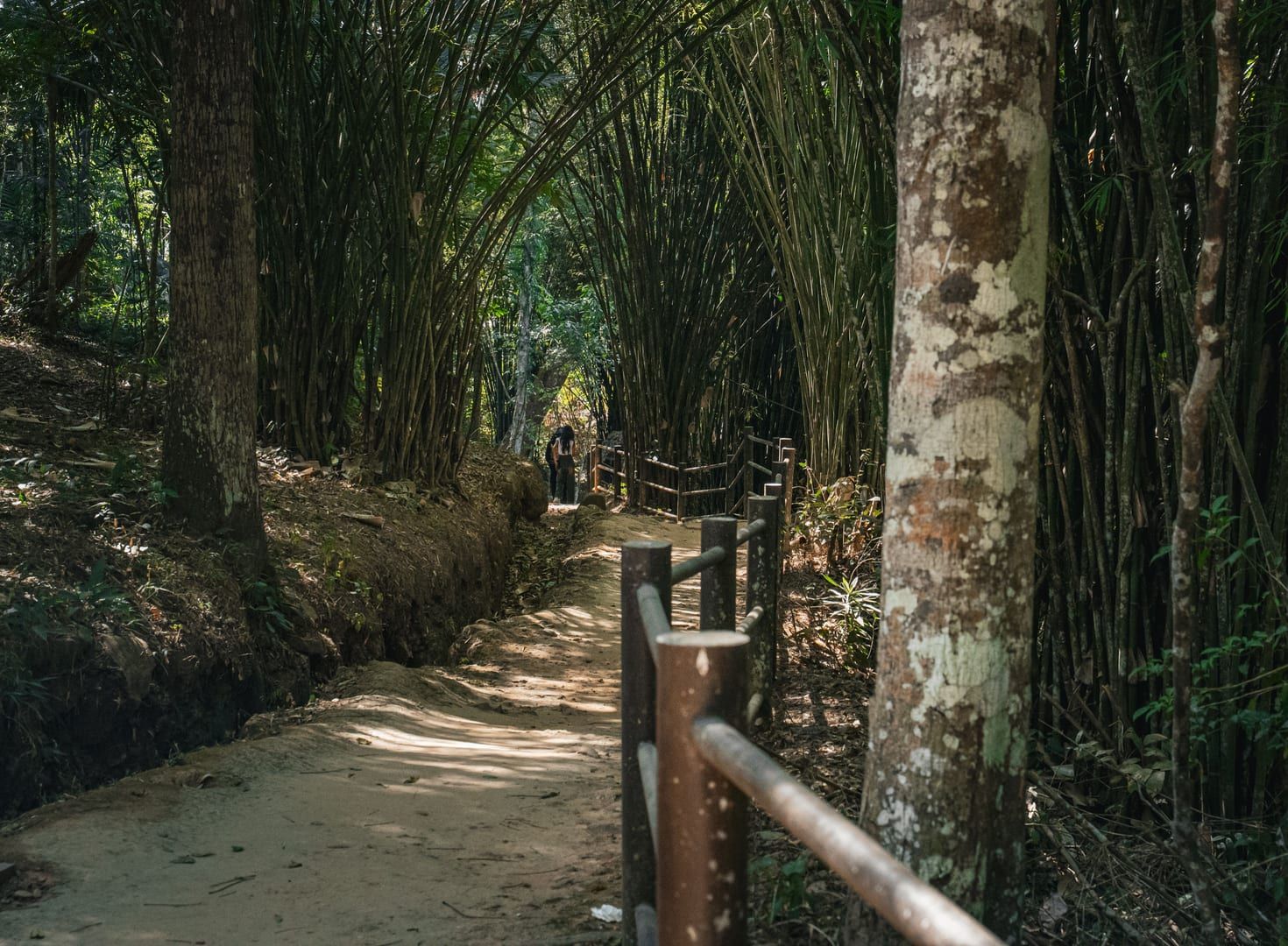 Narrow forest pathway through dense jungle on the extended Tan Rua hiking loop