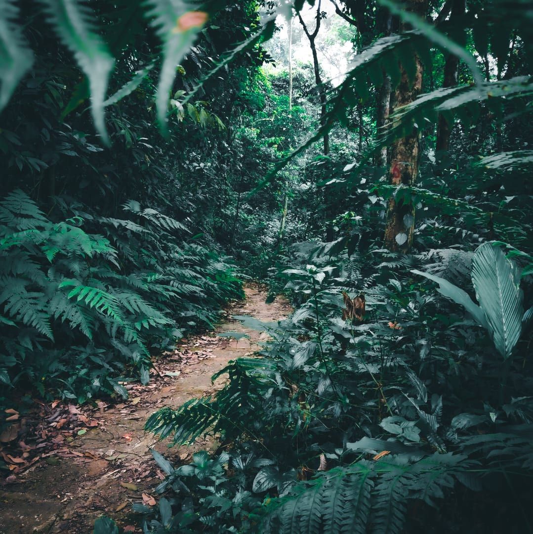 Grüner Waldpfad auf einer einfachen Wasserfallwanderung Koh Samui Süden Inland