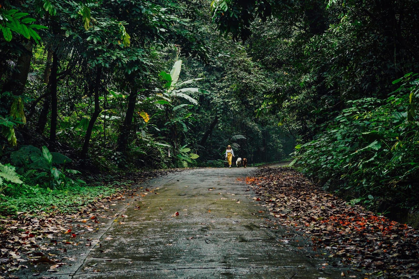 Schattiger Waldweg typisch für die Inland-Wanderwege im Süden von Koh Samui nahe Hua Thanon