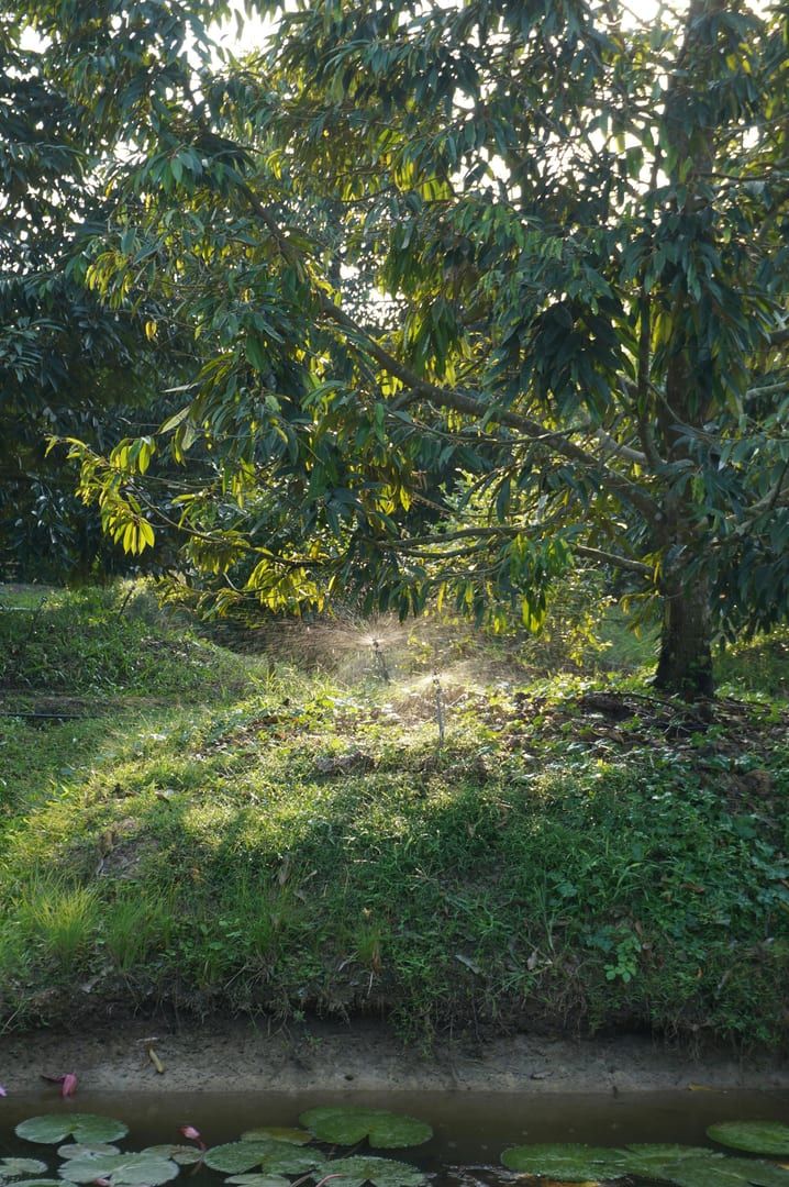 Sunlight hitting the upper tiers of Khun Si