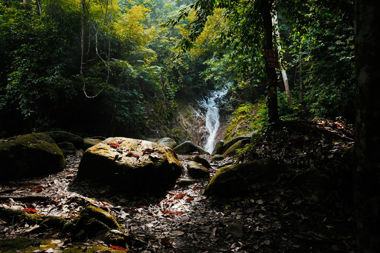 Lush green jungle canopy over the Lat Wanon stream