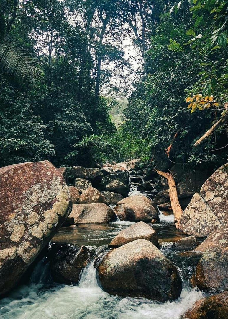 Sunlight filtering through the trees onto the stream
