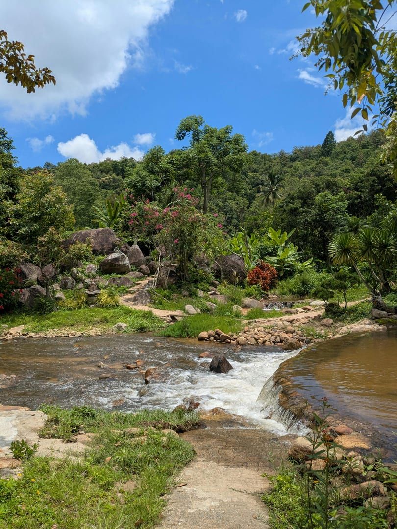 Lush tropical landscape with streams in Samui jungle garden