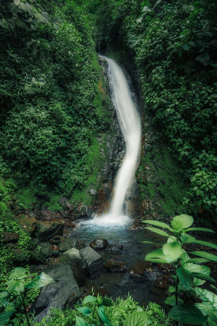 The dense, untouched forest surrounding the remote waterfall