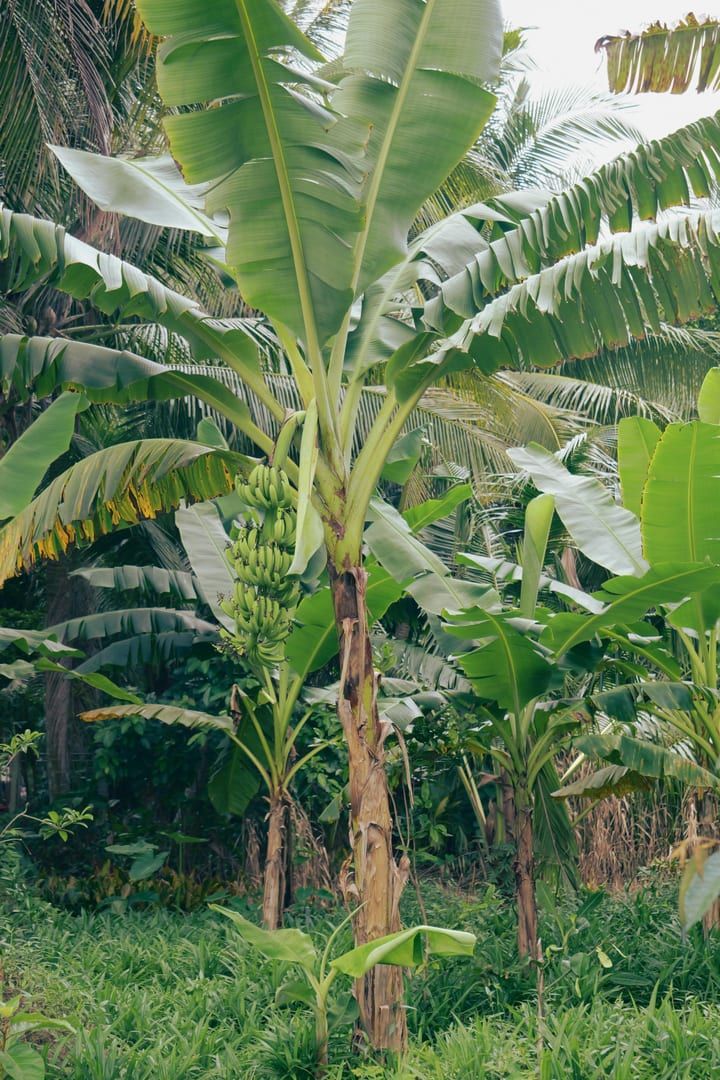 Zong Raue Waterfall — The Fruit Plantation Hidden Gem