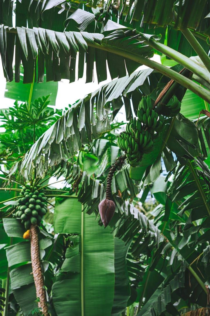 Jungle canopy providing shade over the waterfall pools