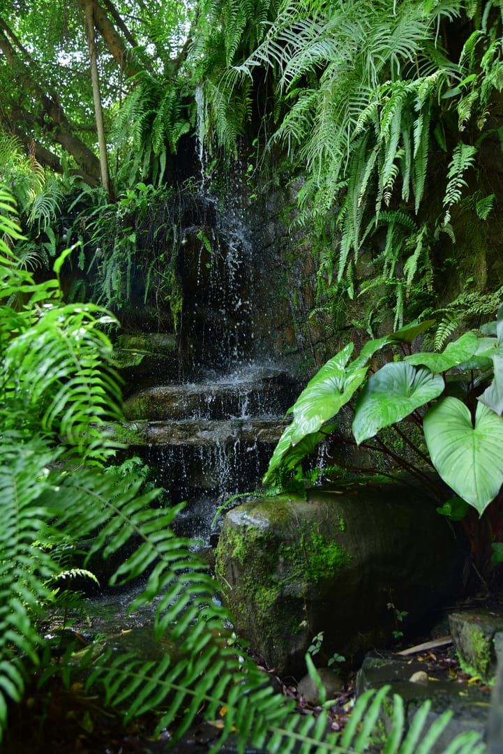 Bright green jungle ferns near the waterfall tiers